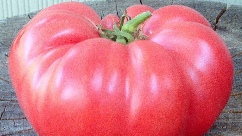 Eine Anleitung zum Anbau einer russischen Bogatyr-Tomate auf freiem Feld oder im Gewächshaus für Anfängergärtner