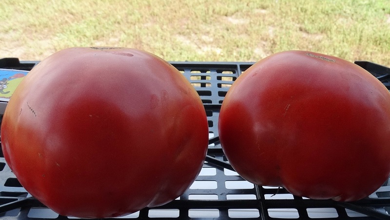 Eine Anleitung zum Anbau einer russischen Bogatyr-Tomate auf freiem Feld oder im Gewächshaus für Anfänger