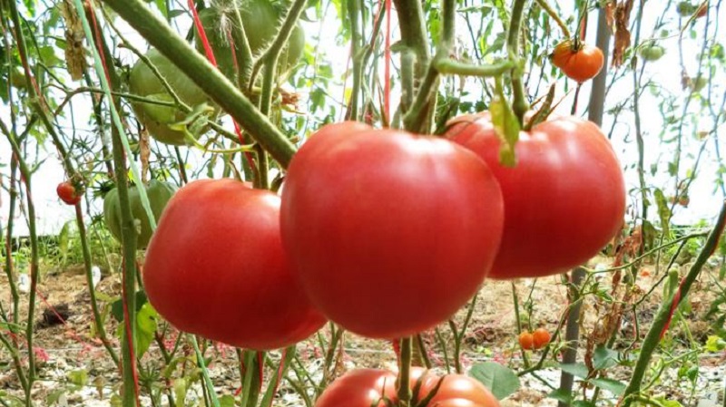 Eine Anleitung zum Anbau einer russischen Bogatyr-Tomate auf freiem Feld oder im Gewächshaus für Anfänger