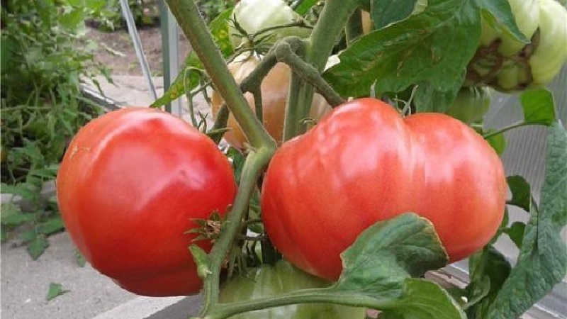 Eine Anleitung zum Anbau einer russischen Bogatyr-Tomate auf freiem Feld oder im Gewächshaus für Anfänger