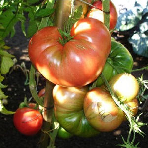 Eine Anleitung zum Anbau einer russischen Bogatyr-Tomate auf freiem Feld oder im Gewächshaus für Anfängergärtner