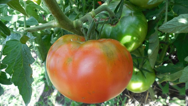 Eine Anleitung zum Anbau einer russischen Bogatyr-Tomate auf freiem Feld oder im Gewächshaus für Anfänger