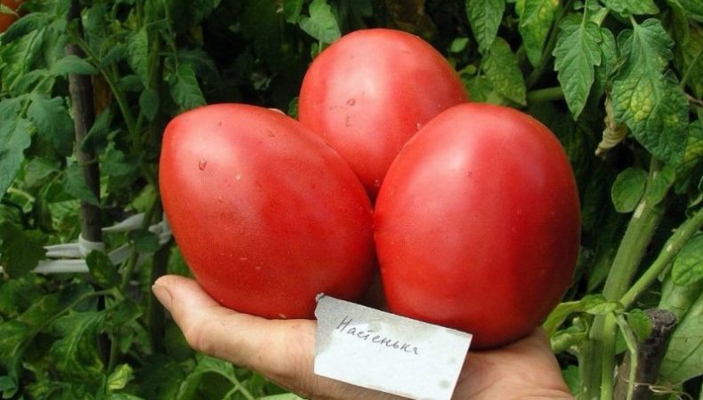 Eine Sorte, die sowohl für ein Gewächshaus als auch für offenes Gelände gleichermaßen gut ist - die Nastenka-Tomate und ihre Anbaumethode