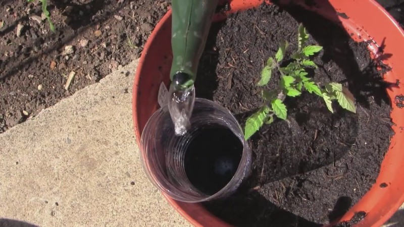 Eine Sorte, die sowohl für ein Gewächshaus als auch für offenes Gelände geeignet ist - die Nastenka-Tomate und ihre Anbaumethode