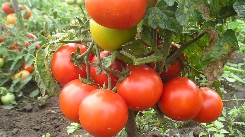 Super frühe Sorte mit beeindruckendem Ertrag - Zhenechka-Tomate: Rezensionen, Fotos, wachsende Geheimnisse