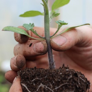 Tomaten-Aphrodite f1, die von Gärtnern in allen Regionen des Landes geliebt wird: Bewertungen, Vor- und Nachteile der Sorte