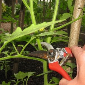 Tomaten-Aphrodite f1, die von Gärtnern in allen Regionen des Landes geliebt wird: Bewertungen, Vor- und Nachteile der Sorte