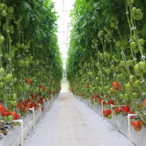 Klassische herzförmige rosa Tomate Batianya: Bewertungen und Fotos der resultierenden Tomatenernte