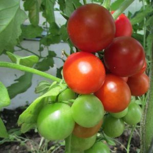 Unprätentiös in der Pflege, aber gleichzeitig großzügig für die Ernte Tomate Tea Rose: Agrartechnologie und Beratung durch erfahrene Landwirte