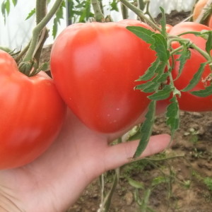 Fleischige, schmackhafte und sehr aromatische Danko-Tomate: Wir erhalten eine reichhaltige stabile Ernte