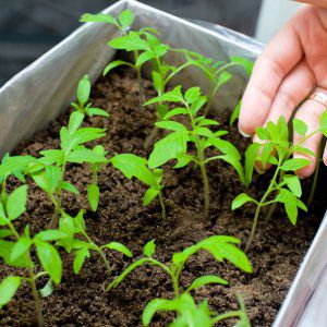 Fleischige, schmackhafte und sehr aromatische Danko-Tomate: Wir erhalten eine reichhaltige stabile Ernte