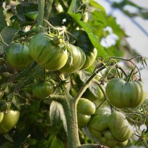 Eine Sorte mit exotischem Geschmack und erstaunlichem Aussehen - irischer Tomatenlikör: Wir wachsen und überraschen unsere Nachbarn