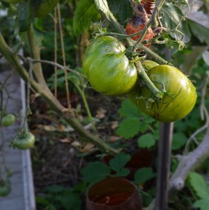 Eine Sorte mit exotischem Geschmack und erstaunlichem Aussehen - irischer Tomatenlikör: Wir wachsen und überraschen unsere Nachbarn