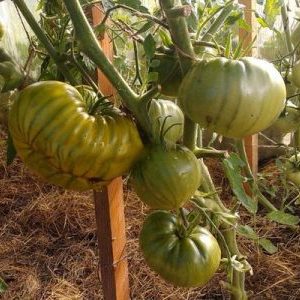 Eine Sorte mit exotischem Geschmack und erstaunlichem Aussehen - irischer Tomatenlikör: Wir wachsen und überraschen unsere Nachbarn