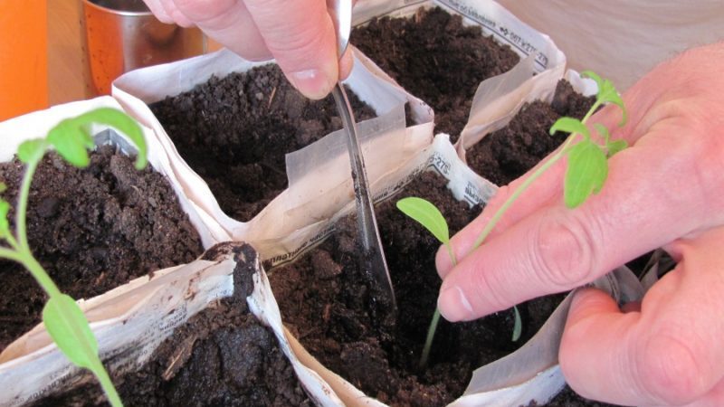 Eine Sorte mit exotischem Geschmack und erstaunlichem Aussehen - irischer Tomatenlikör: Wir wachsen und überraschen unsere Nachbarn