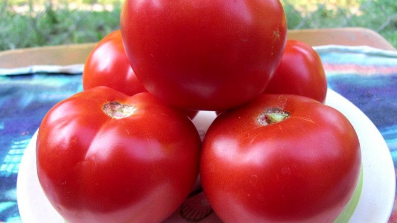 Ein Geschenk der Uralzüchter für Regionen mit kaltem Klima - Tomate Krasnaya Gvardiya