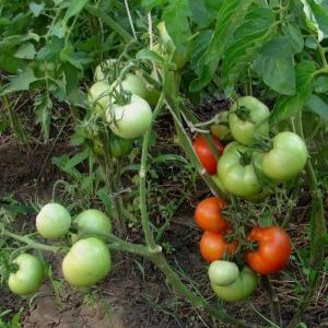 Ein Geschenk der Uralzüchter für Regionen mit kaltem Klima - Tomate Krasnaya Gvardiya