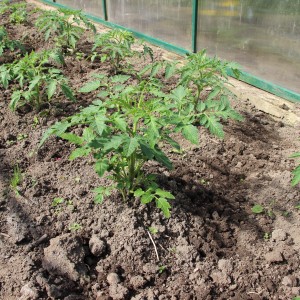 Vielversprechend und von vielen Landwirten verehrt Tomatenhonig-Riese: Eigenschaften und Beschreibung der Tomatensorte