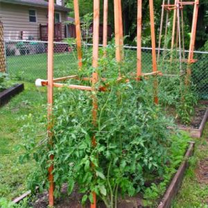 Vielversprechend und von vielen Landwirten verehrt Tomatenhonig-Riese: Eigenschaften und Beschreibung der Tomatensorte