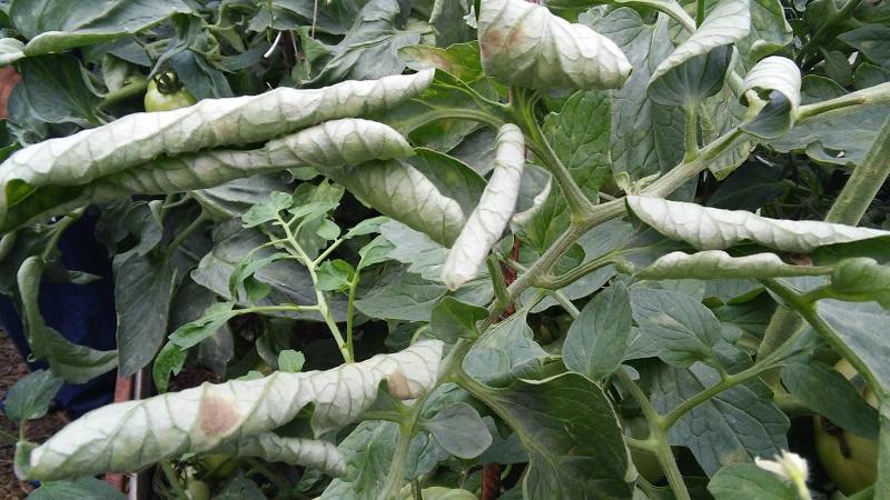 Das Tomatenorangenwunder ist ein echter Fund für jeden Sommerbewohner