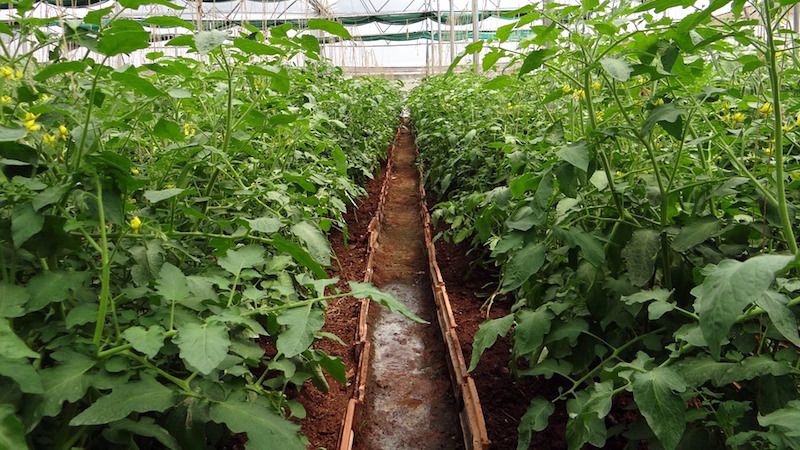 Das Tomatenorangenwunder ist ein echter Fund für jeden Sommerbewohner