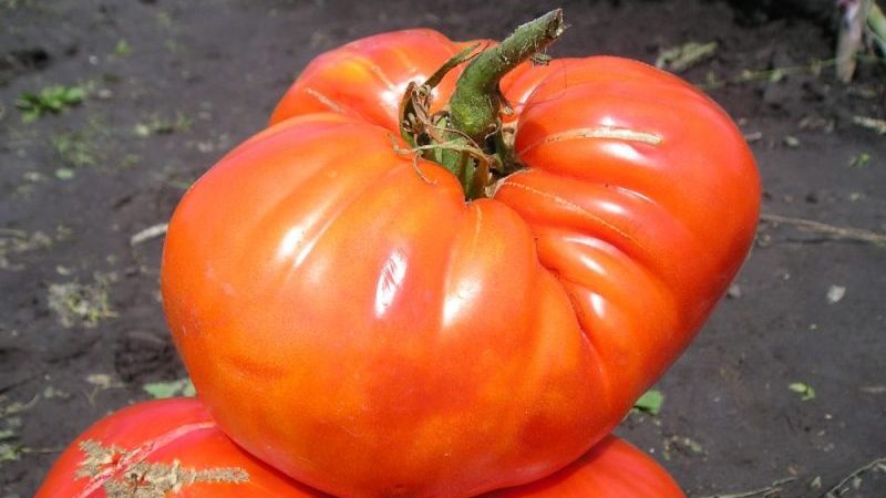 Wir sammeln 5-6 kg Tomaten aus einem Busch und züchten einen Tomatenzuckerriesen