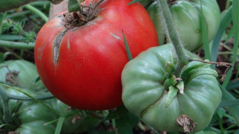 Wir sammeln 5-6 kg Tomaten aus einem Busch und züchten einen Tomatenzuckerriesen