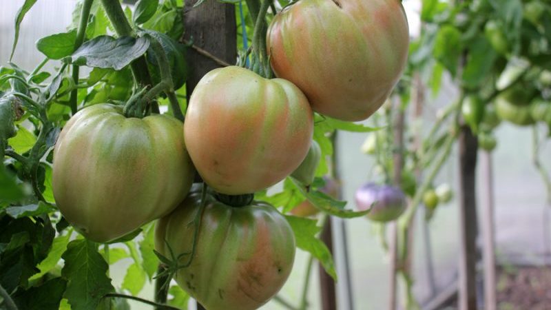 Wir sammeln 5-6 kg Tomaten aus einem Busch und züchten einen Tomatenzuckerriesen