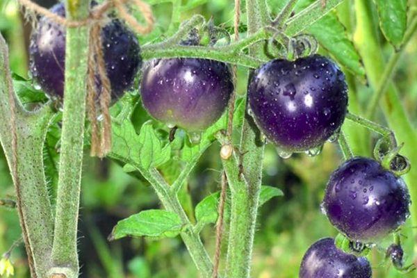 Sie werden Ihren Augen nicht trauen, wenn Sie es sehen - Tomate Blue Cluster F1 für Liebhaber exotischer Sorten