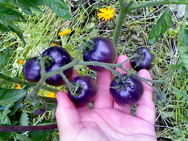 Sie werden Ihren Augen nicht trauen, wenn Sie es sehen - Tomate Blue Cluster F1 für Liebhaber exotischer Sorten