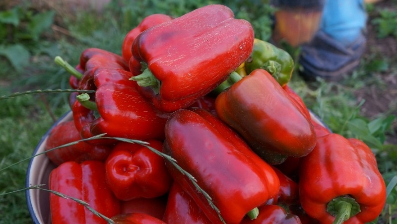 Top 10 der besten dickwandigen Paprika für den Außenbereich