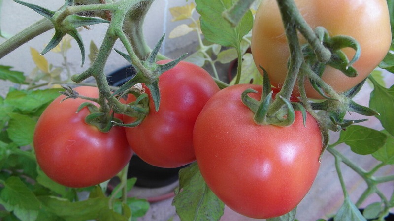 Eine einzigartige Hybride mit köstlichen Früchten, wie auf dem Bild - eine Tomate Ein Geschenk an eine Frau und die Nuancen des Anbaus