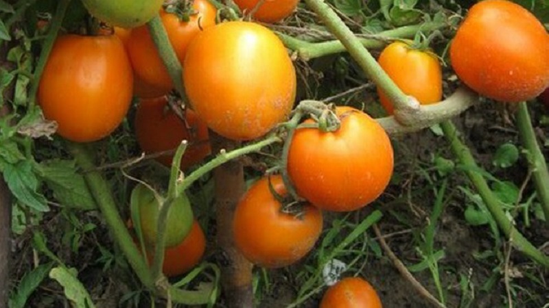 Köstliche und stabile Sorte mit hohem Gehalt an Beta-Carotin - Tomate Fairy Gift: Bewertungen und Fotos der Ernte