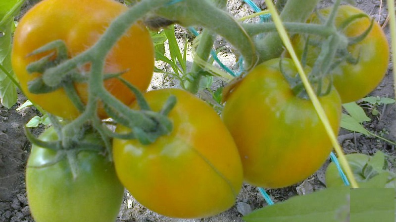 Köstliche und stabile Sorte mit hohem Gehalt an Beta-Carotin - Tomate Fairy Gift: Bewertungen und Fotos der Ernte