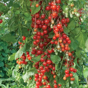 Wir bauen auf unserer Website Süßigkeitstomaten an: Süßkirschtomaten