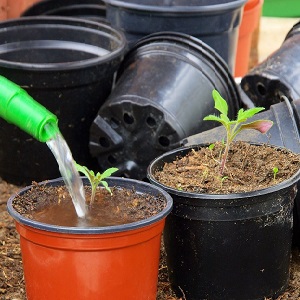 Wir bauen auf unserer Website Süßigkeitstomaten an: Süßkirschtomaten