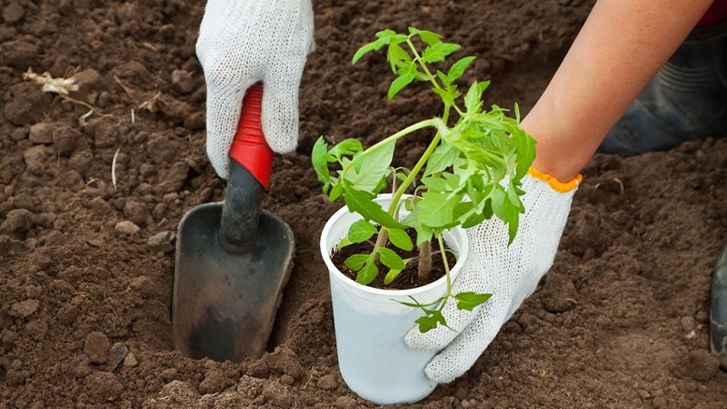 Wir bauen auf unserer Website Süßigkeitstomaten an: Süßkirschtomaten