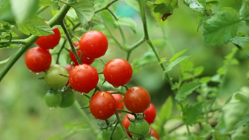 Wir bauen auf unserer Website Süßigkeitstomaten an: Süßkirschtomaten