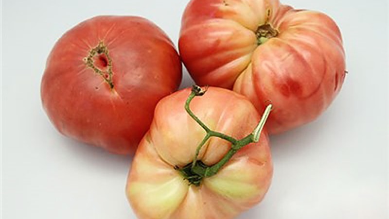 Wir bauen schrittweise das Geschenk eines Tomatenzaren an, angefangen bei den Sämlingen bis hin zur Sammlung einer reichlichen Ernte