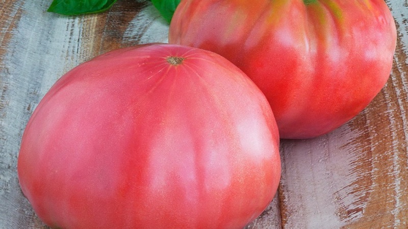 Wir bauen schrittweise das Geschenk eines Tomatenzaren an, beginnend mit Setzlingen und endend mit der Sammlung einer reichlichen Ernte