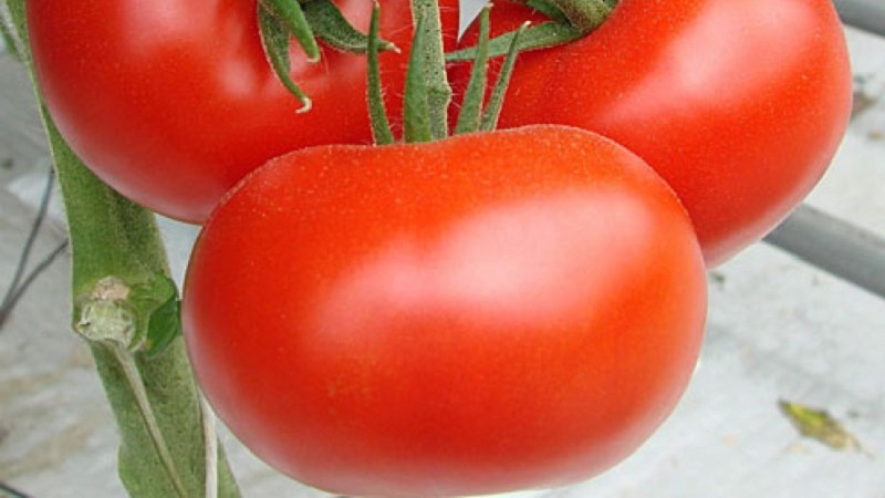 Hochertragreicher Tomatenhybrid Krasnobay F1