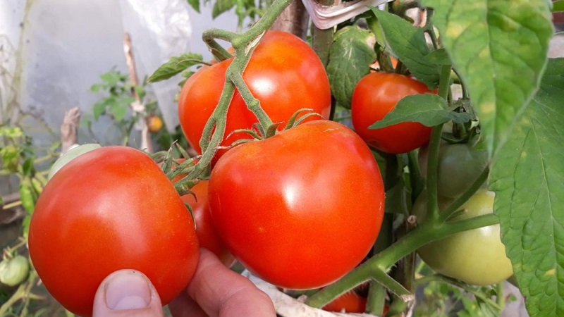 Hochertragreicher Tomatenhybrid Krasnobay F1