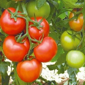 Hochertragreicher Tomatenhybrid Krasnobay F1