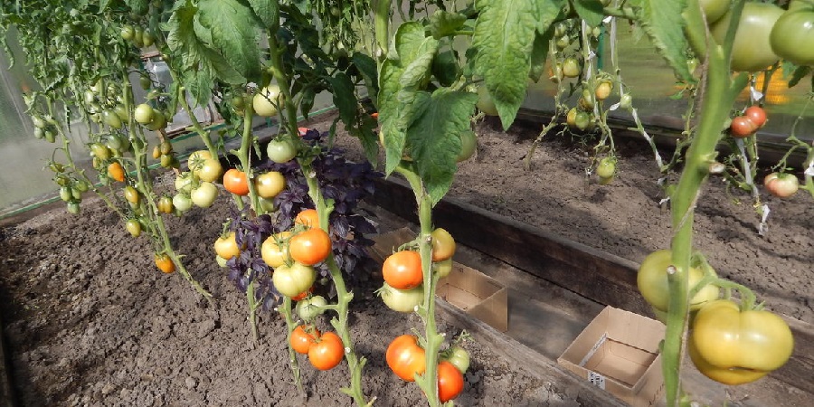 Hochertragreicher Tomatenhybrid Krasnobay F1