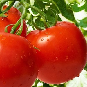 Hochertragreicher Tomatenhybrid Krasnobay F1