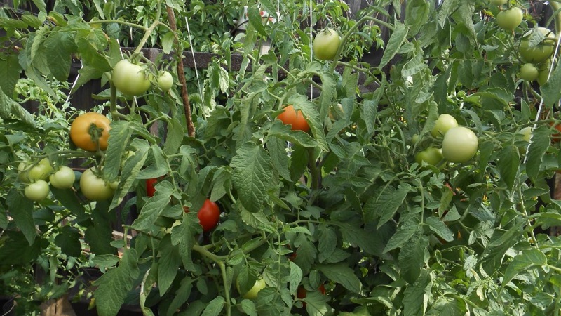 Hochertragreicher Tomatenhybrid Krasnobay F1