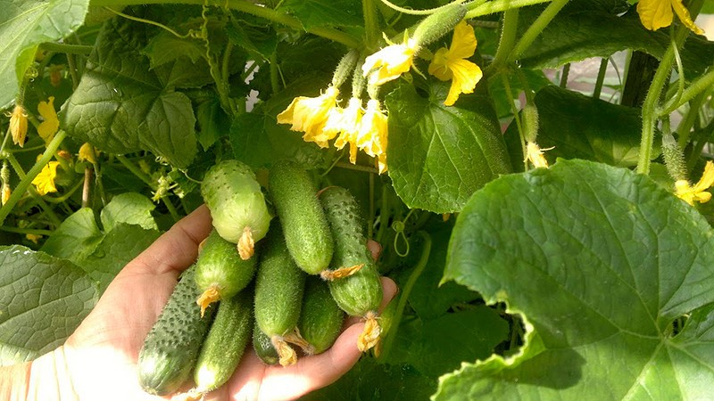 Why do you need to process cucumbers with brilliant green and how to carry it out correctly