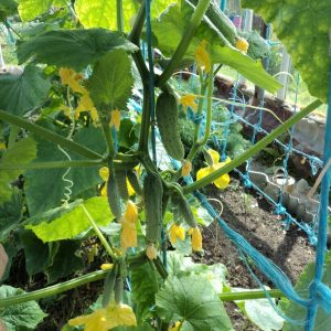 Why do you need to process cucumbers with brilliant green and how to carry it out correctly