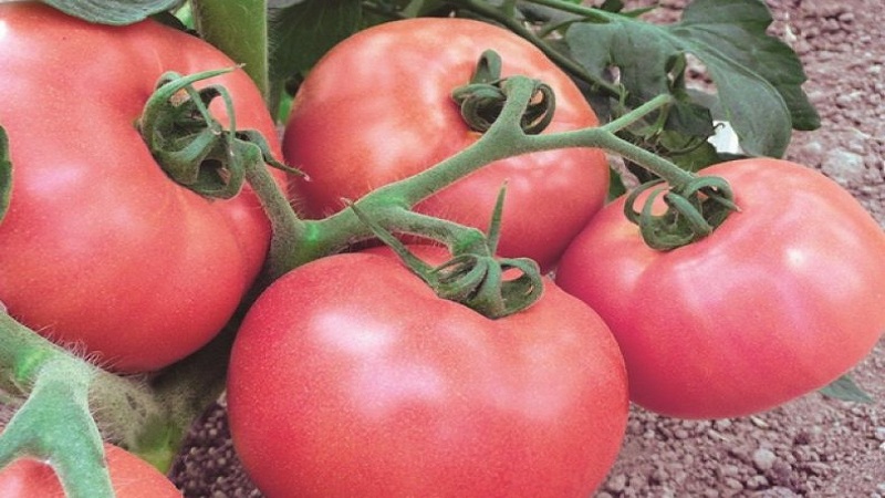 Nicht launisch und pflegeleicht, aber gleichzeitig verwöhnte die Windrose-Tomate eine reiche Ernte