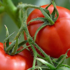 Wie man Palenque Hybrid Tomaten für eine bessere Ernte pflegt